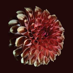 
                  
                    Load image into Gallery viewer, CST188 Jessica Moss | Unfolding
                  
                