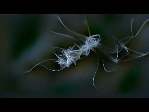 CST162 Kee Avil | Crease